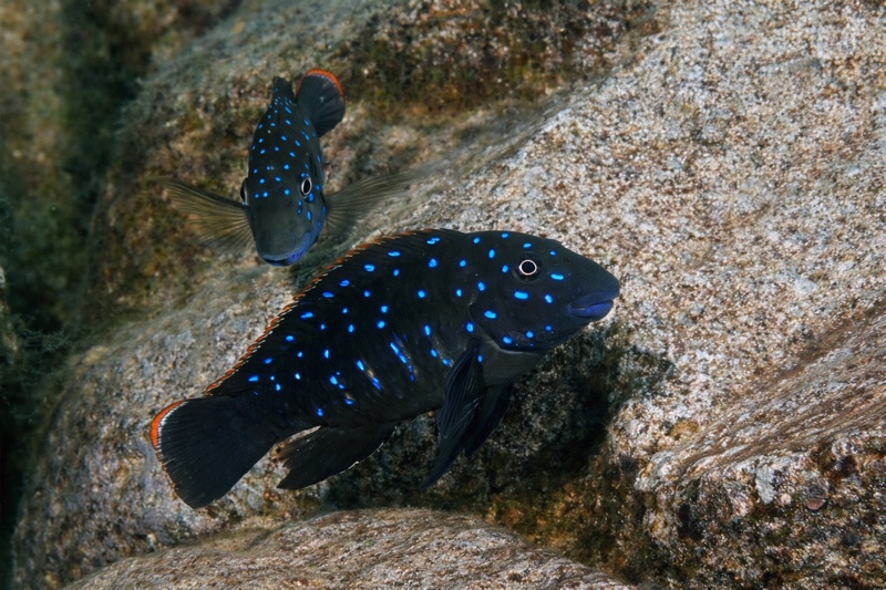 Eretmodus cyanostictus 'Nausingili Island'